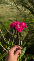 Hot Pink Cluster Crochet Stem