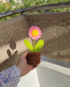 Pink Daisy Pot (7 inches)